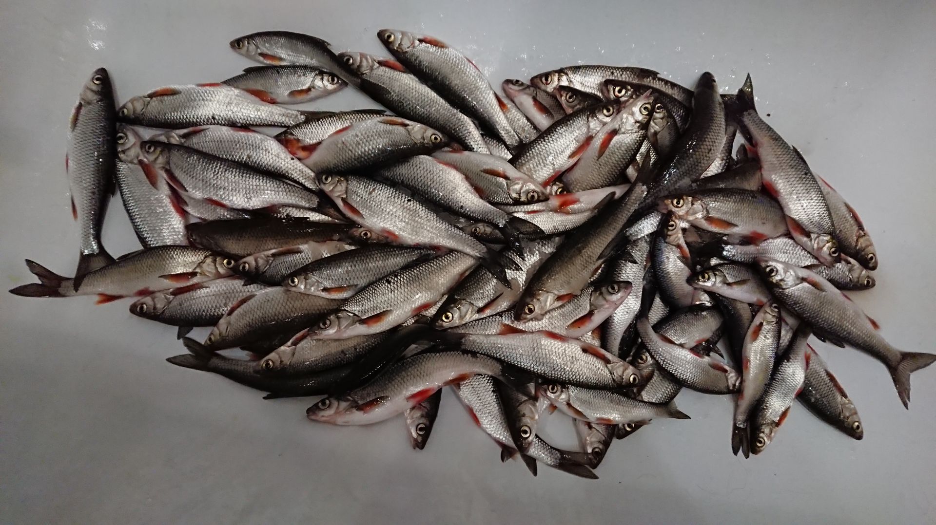 Ловим ельца Рыбалка на таежной реке.