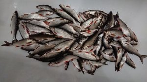 Ловим ельца/ Рыбалка на таежной реке.