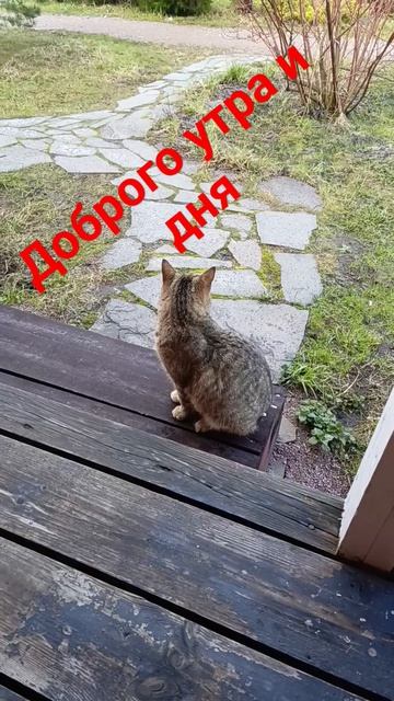 128. Доброе утро хорошего дня!