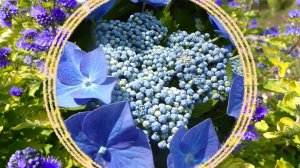 Кустарники с цветами в сине-фиолетовой гамме.