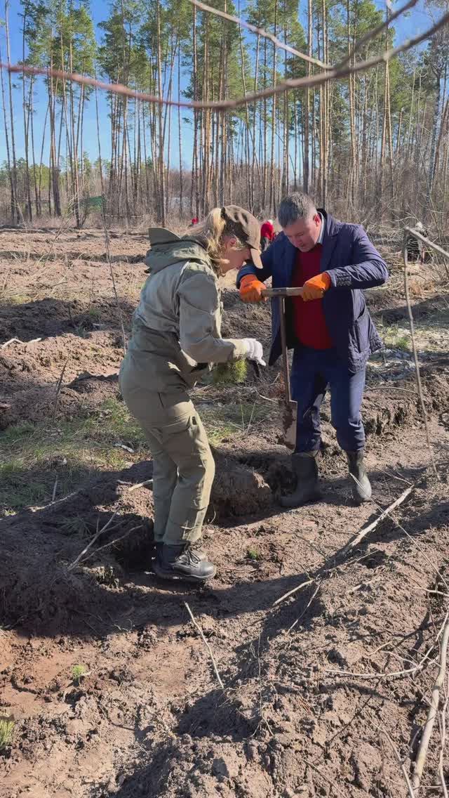 Сажаем лес