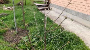 Всё зеленое вокруг.Я их не боюсь