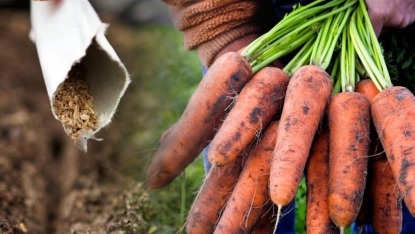 Когда сеять морковь? Лучшие сроки посадки 🌱 Без ошибок и с высоким урожаем