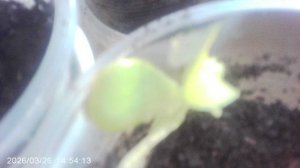 Обзор тыквенных растений сорта "Богатырская сила" пересаженных из утробы тыквы в горшочки