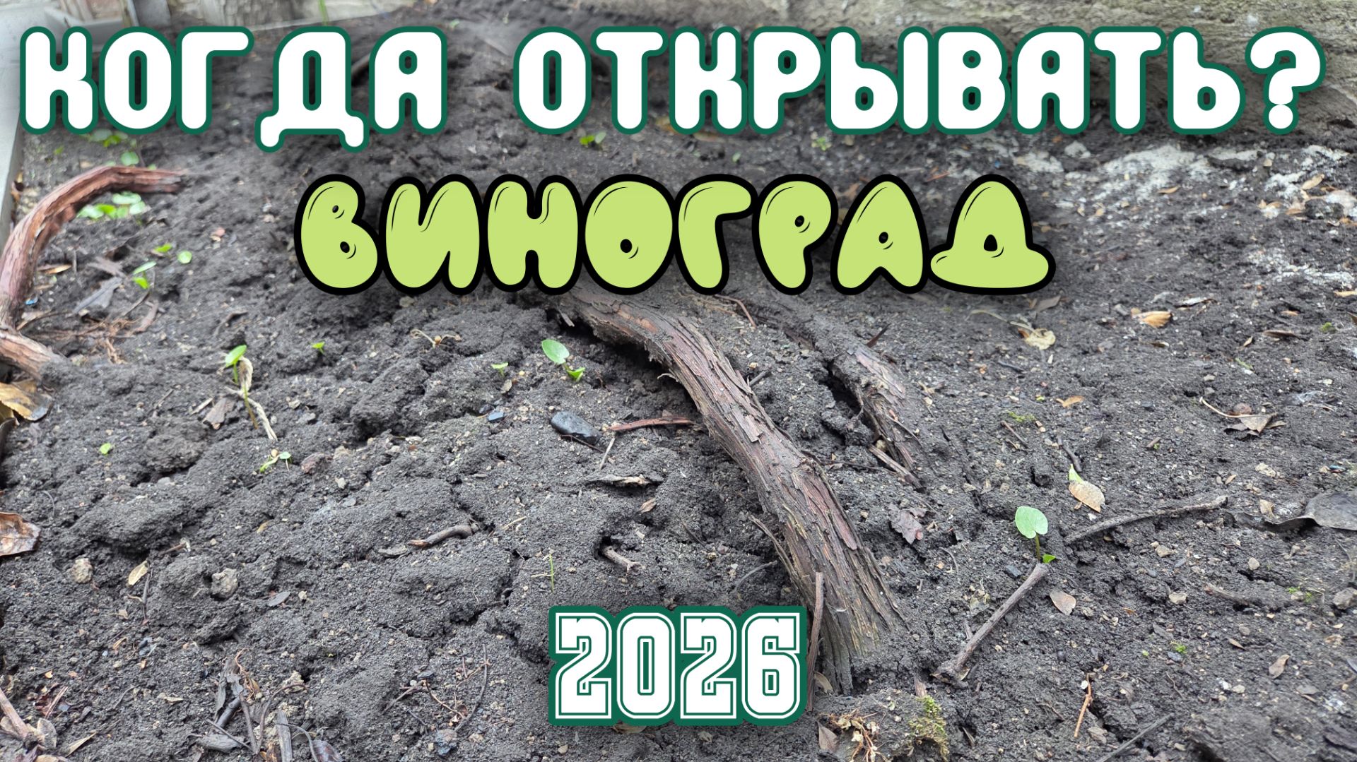 КОГДА ОТКРЫВАТЬ ВИНОГРАД в 2026 году?
