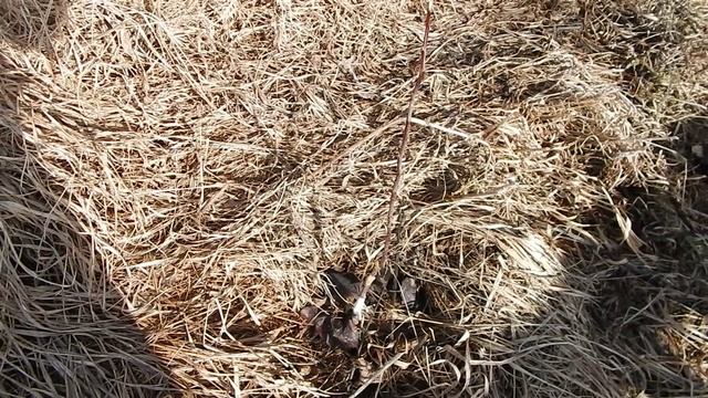 Осмотр и обрезка подвоев яблони пересадивший  осенью