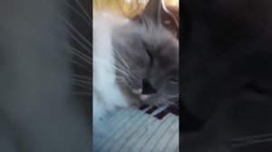 кот Пушок на трансляции моя первая трансляция