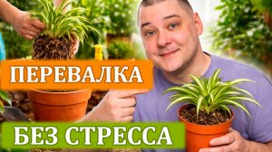 Как пересаживать растения. Перевалка без стресса