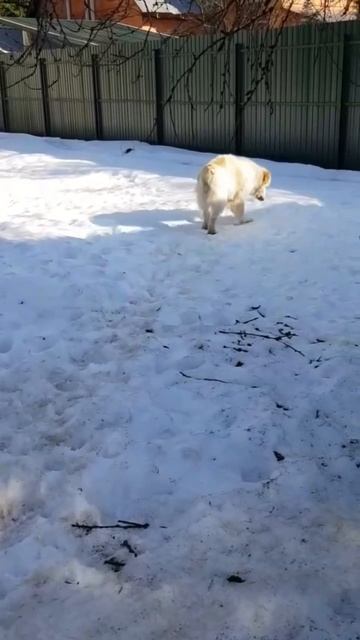 Верный друг медвежонок САО Миша 🍀 ищет 🏠❗Пост в описании 🎥 #собака #животные #алабай #овчарка