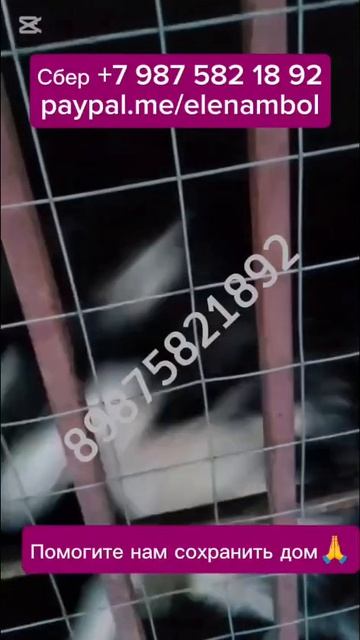 Собакам некуда идти..Помогите сохранить приют..
27 марта. Нужно собрать 20 000 рублей на аренду