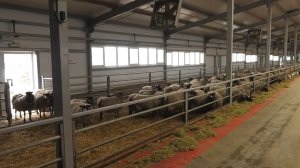 Как развивается ферма в селе Малая Каменка