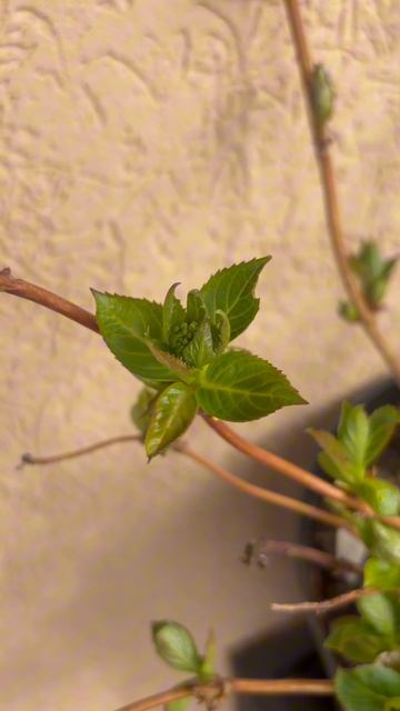 Гортензия Френч Болеро показала бутоны- когда начинать окрашивание соцветий? #сад #цветы #garden