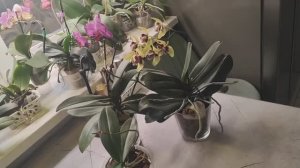 Опять Smoky Pink делает мне мозг🤯🤯🤯