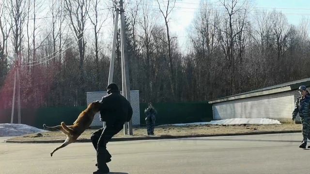 В Великом Новгороде дети познакомились с работой полицейских-кинологов и их четвероногих напарников