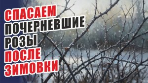 СПАСАЕМ ПОЧЕРНЕВШИЕ РОЗЫ! ПЕРВАЯ ПОМОЩЬ РОЗАМ ВЕСНОЙ. КАК ВОССТАНОВИТЬ РОЗЫ ВЕСНОЙ. РОЗЫ В САДУ