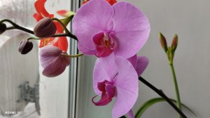 Все мои орхидеи начали цвести