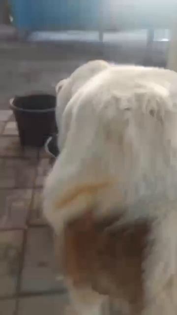 🆘🆘🆘 САО Геле 🌸 нужна помощь 🙏💯🙏❗Пост в описании 🎥 #сао #овчарка #собака #алабай #любовь