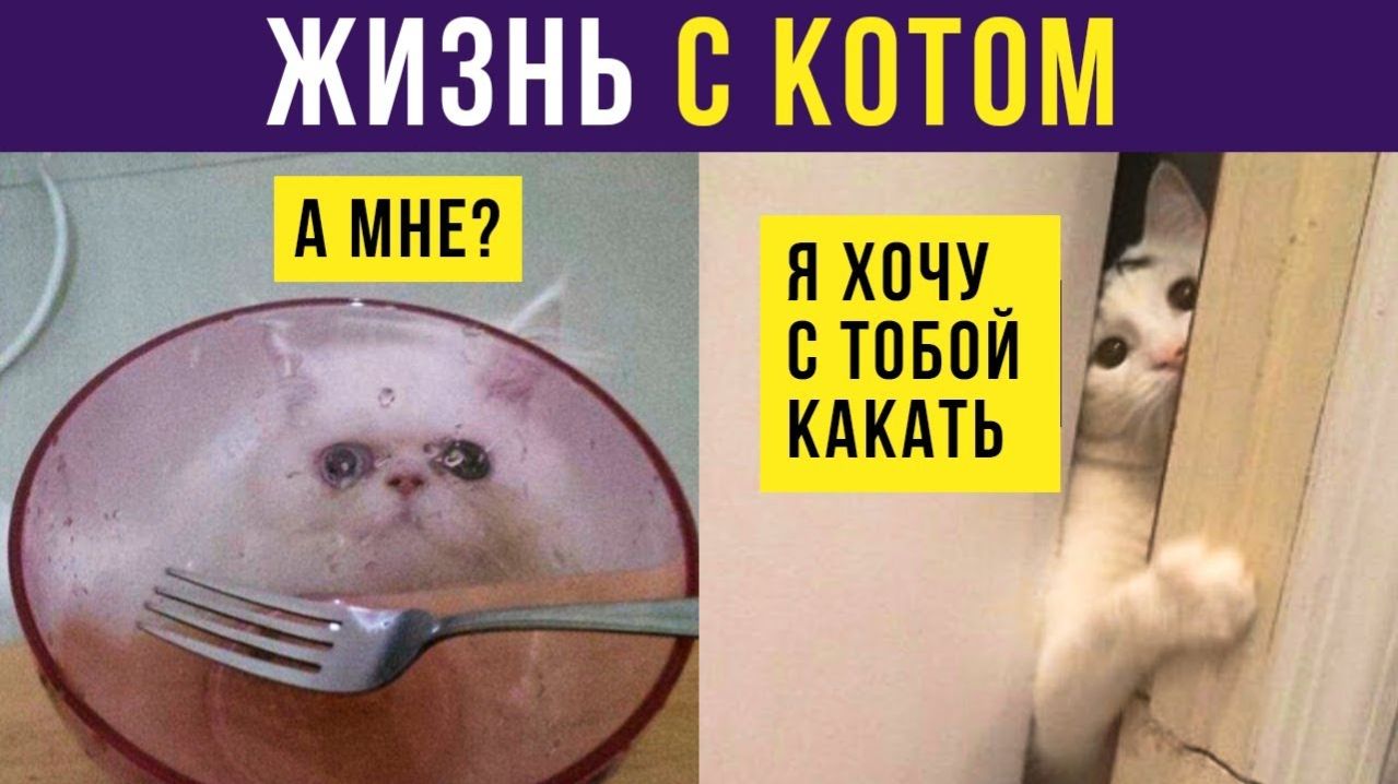 Жизнь с котом) Приколы с котами