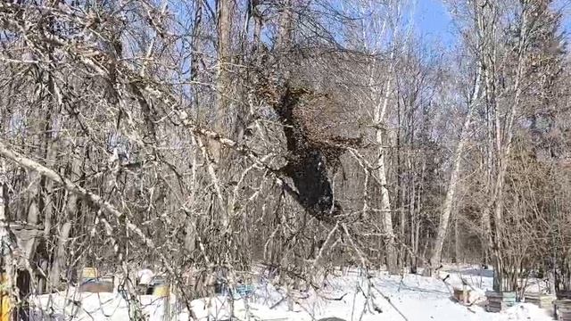 27-03-2026 Вышел рой пчёл.