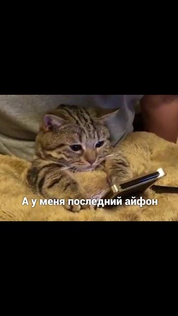 Котику мама купила носочки) Приколы с котами