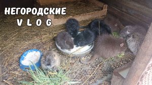 Пугливые НУТРИИ: как ведут себя в  коллективе. 24.03.26