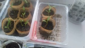 Сад огород! Рассаду перца можно выращивать в домашних условиях.