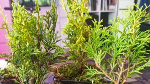 Живём в деревне. Пришли туи, сажаю помидоры. 26 . 03.26