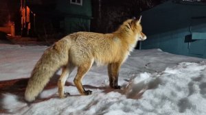 (1251) Лиса приходит в гости. Март 2026