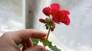 Какие связала мочалки и вяжу! Идеи! Мои цветочки 🌸🌼🌺! Заболела! Гадкий утёнок!