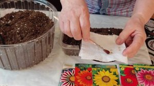 Сею цветок солнца - гацанию. Опять набрала семян.