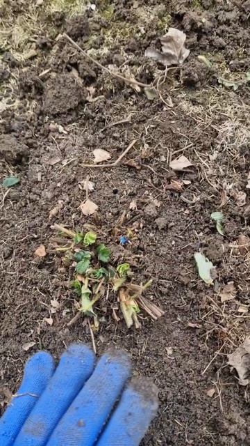 обработка клубники весной