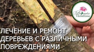 КАК ОТРЕМОНТИРОВАТЬ ДЕРЕВО В РАЗЛИЧНЫХ СИТУАЦИЯХ