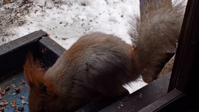 белка ворчун