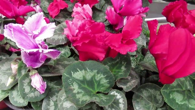 Цикламен: условия содержания в доме чтобы чаще цвел