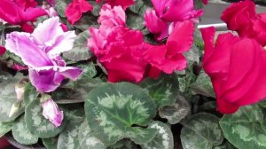 Цикламен: условия содержания в доме чтобы чаще цвел