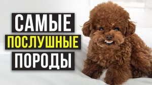 10 САМЫХ послушных пород СОБАК