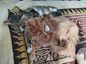 мой друг черепаха и его зовут Яшка