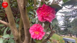 💐Парк Галицкого  Камелия японская магнолия слива Нигра 27 марта 2026.