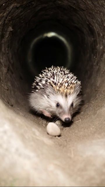 Ежик в тоннеле: удивительное путешествие #еж #природа #животные