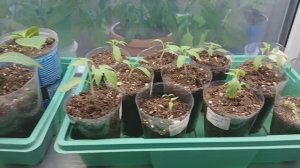 Рассада на 8 марта 2026 г.Купила гортензии,розы и алоказии