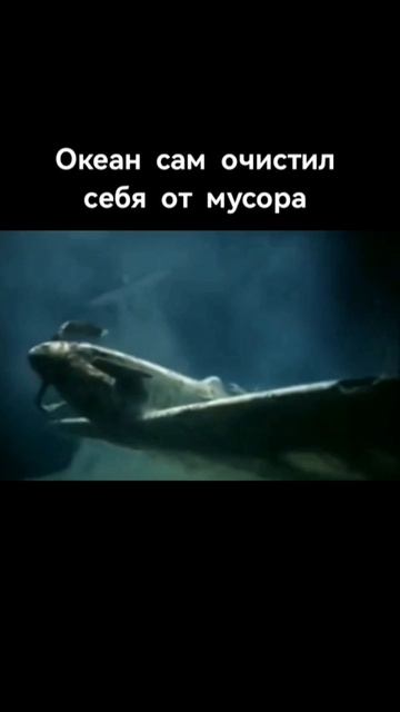 📽️ Морская лихорадка