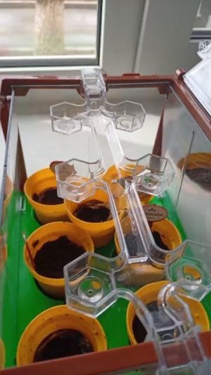 комнатные растения Я дома