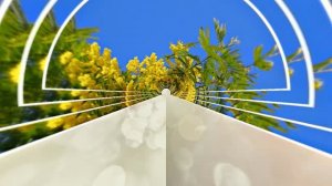 Весна! Мимозы для моей очаровательной ЗАНОЗЫ 2! Киностудия Мудрого Кота Тимофея!