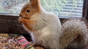 ранние белки