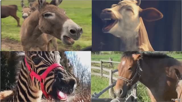 СМЕШНОЙ ОСЛИК 🫏 КОРОВА 🐄 ЛОШАДКА 🐎 И ЗЕБРА 🦓 КТО САМЫЙ ВЕСЕЛЫЙ? 🏆 МУЛЬТИК БАТТЛ ЖИВОТНЫХ