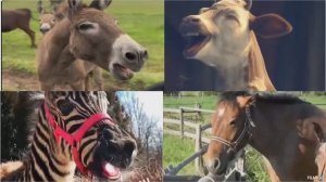 СМЕШНОЙ ОСЛИК 🫏 КОРОВА 🐄 ЛОШАДКА 🐎 И ЗЕБРА 🦓 КТО САМЫЙ ВЕСЕЛЫЙ? 🏆 МУЛЬТИК БАТТЛ ЖИВОТНЫХ