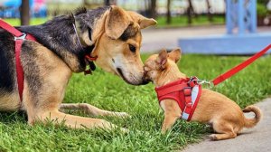 На мероприятии «Моспитомца» горожане смогут забрать животных из приютов домой