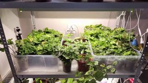 ТОМАТ НА ПОДОКОННИКЕ