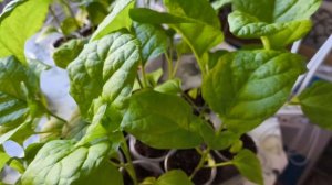 27 марта Проверяю каждый росток.