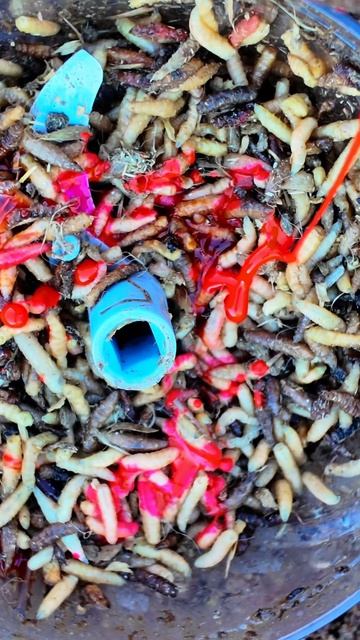 опарыш для фидера